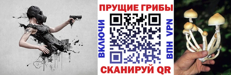 закладка  Верещагино  Псилоцибиновые грибы Psilocybe 